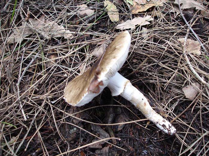 2 dic.3 Murgia barese (Limacella sp.)